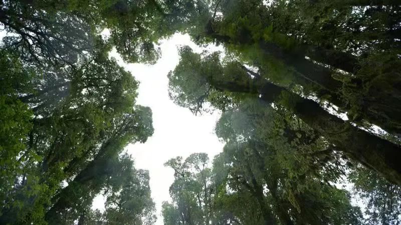 云南楚雄网(微信)