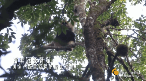 云南楚雄网(微信)