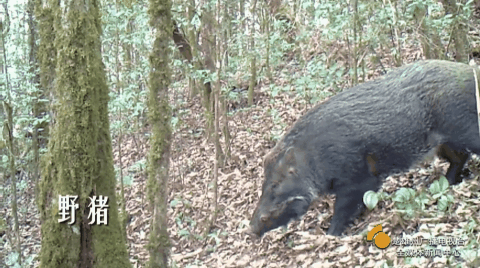 云南楚雄网(微信)