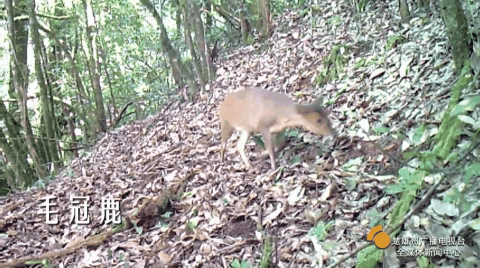 云南楚雄网(微信)