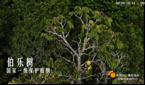 云南楚雄网(微信)