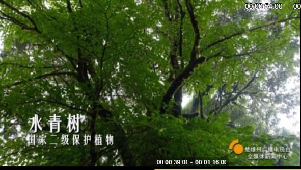 云南楚雄网(微信)