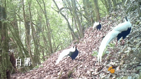 云南楚雄网(微信)