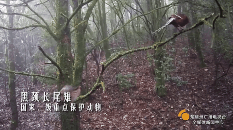 云南楚雄网(微信)