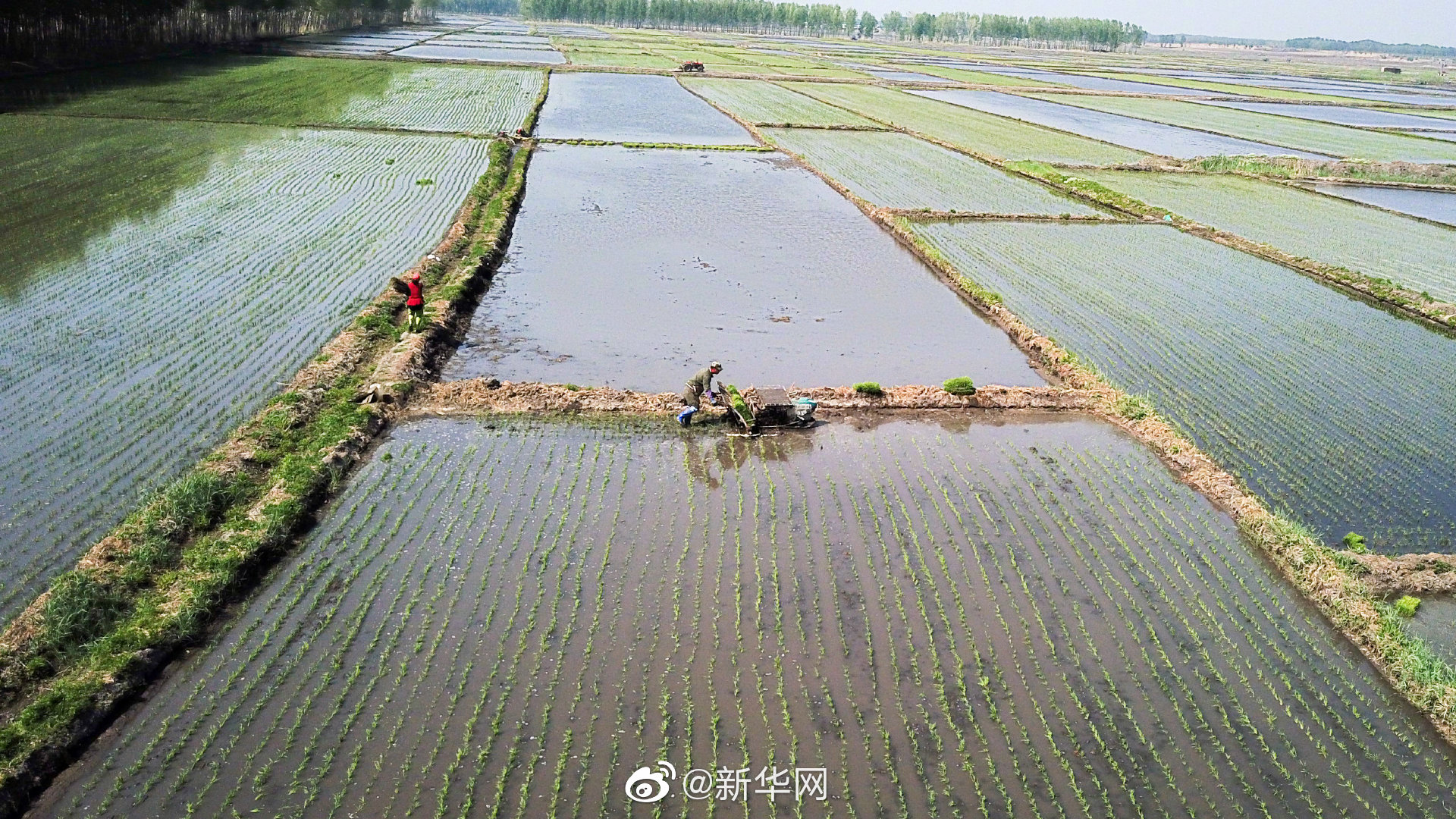 植物工厂60天收获：我国实现水稻生育周期减半重要突破