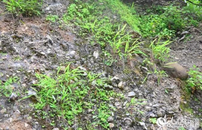 “云南发布”微博