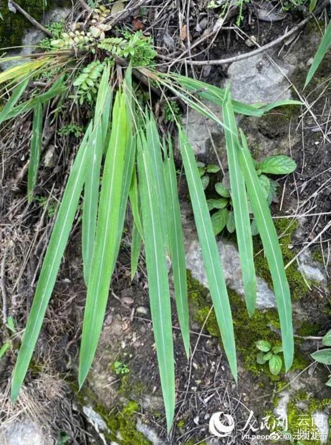 “云南发布”微博