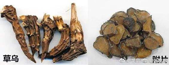 秋冬进补要科学 草乌附子禁食用