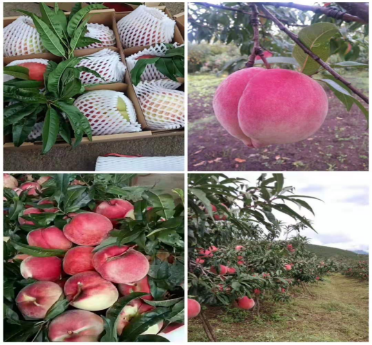 丽江日报(微信)