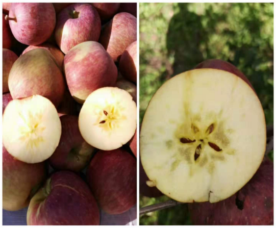 丽江日报(微信)