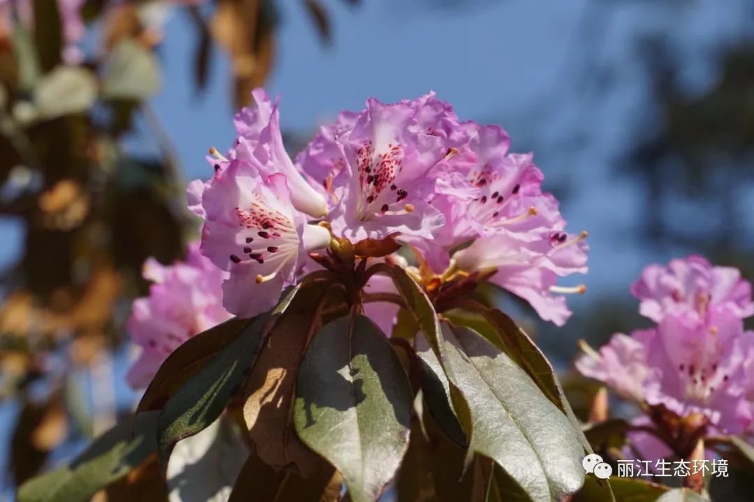 丽江日报(微信)
