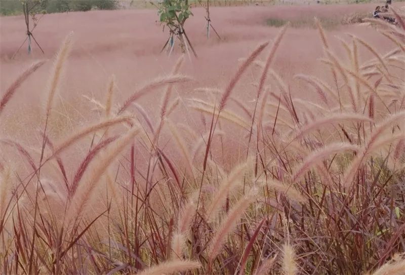 红河文旅(微信)