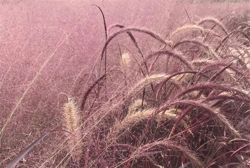 红河文旅(微信)