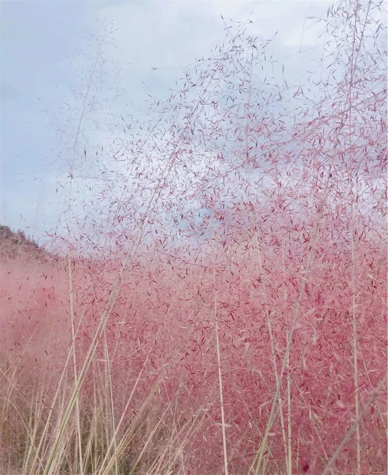 红河文旅(微信)