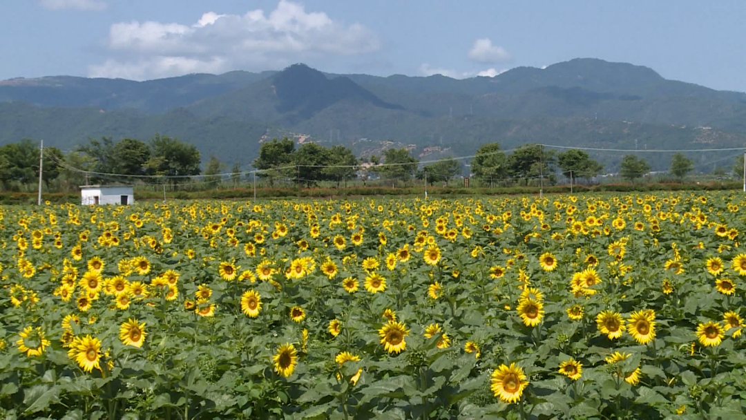 红河文旅(微信)