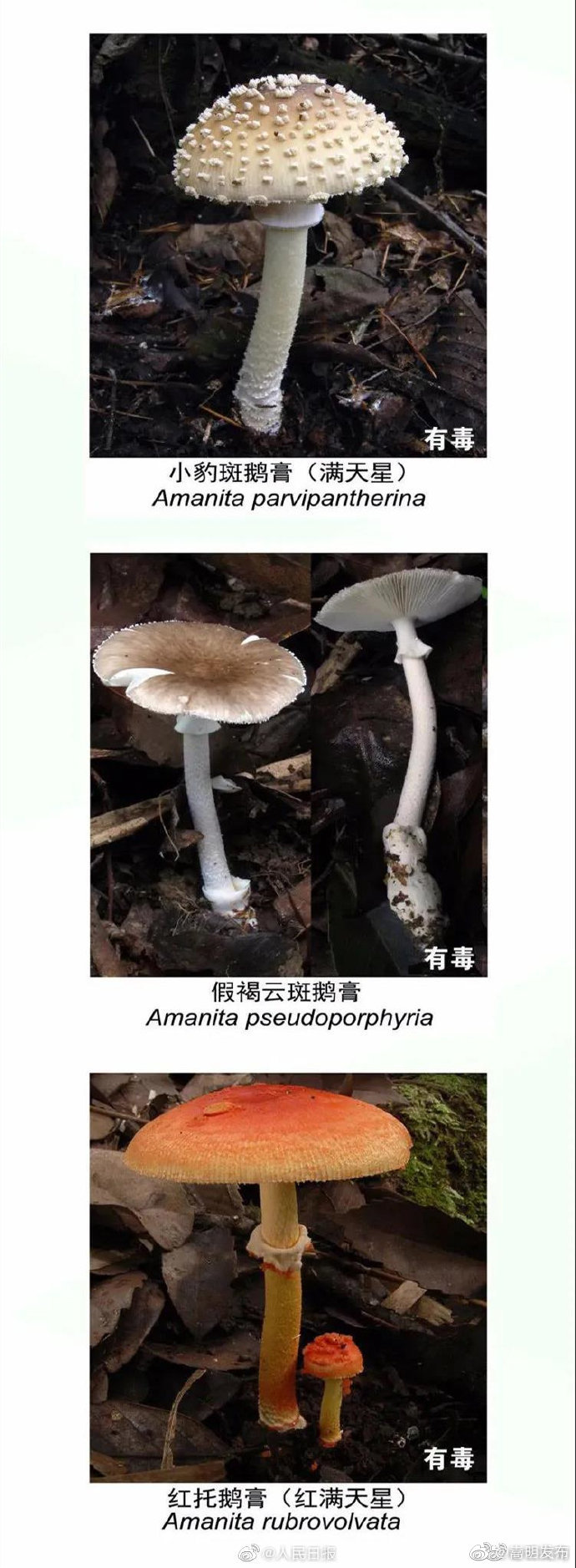 “嵩明发布”微博