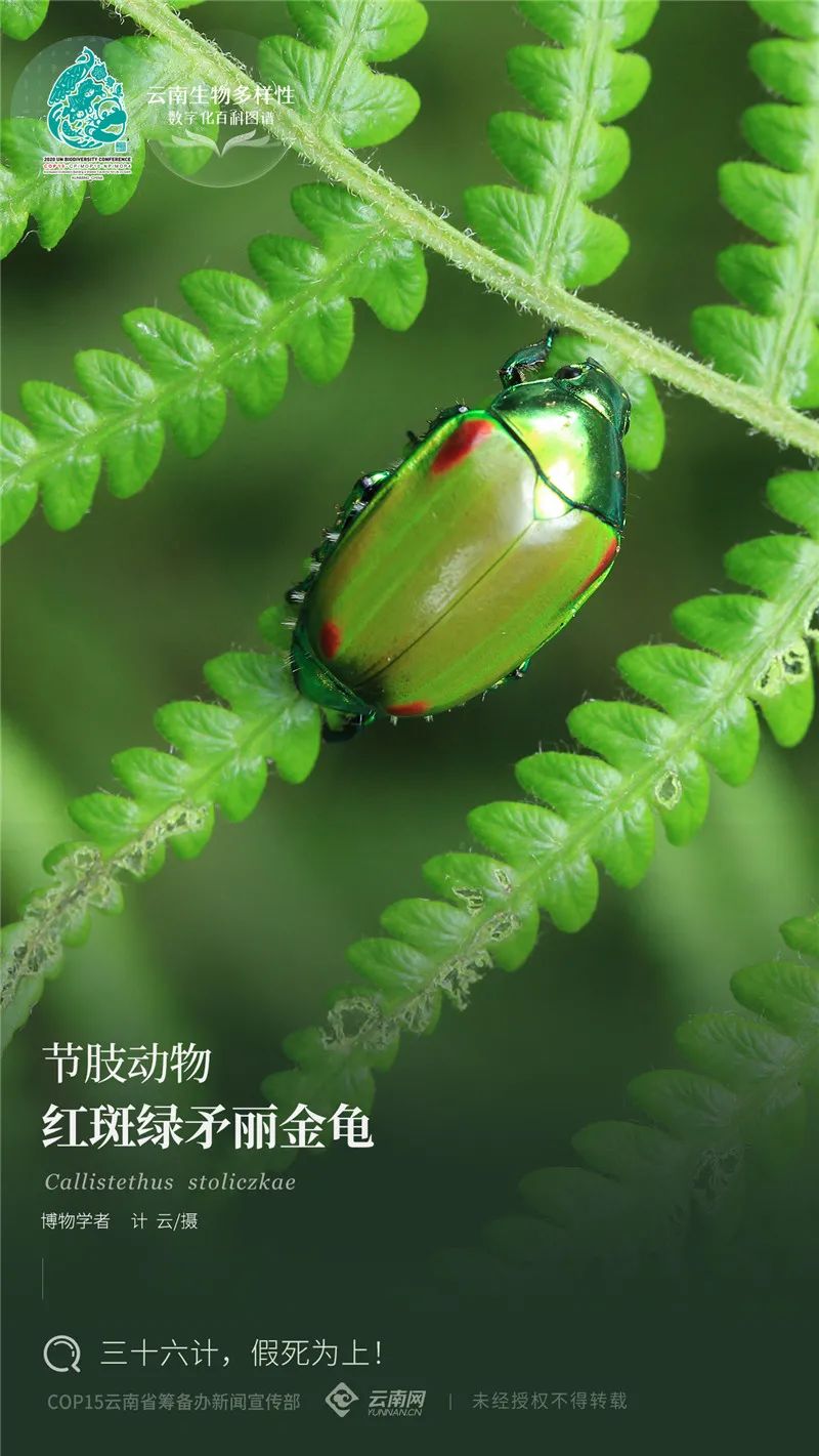 云南省人民政府网