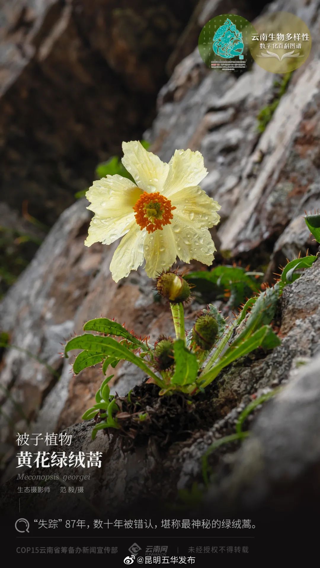 被子植物·黄花绿绒蒿：“失踪”87年，数十年被错认，堪称最神秘的绿绒蒿