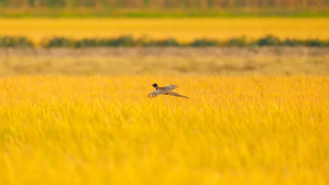 昆明市黑龙潭公园