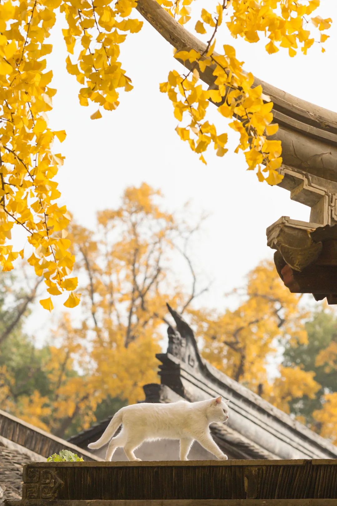 昆明市黑龙潭公园