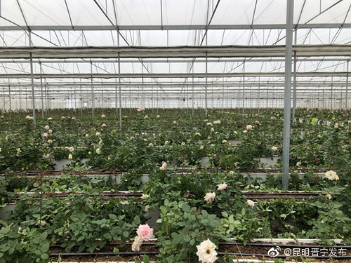 “昆明晋宁发布”微博