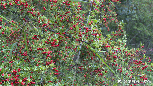 “昆明晋宁发布”微博