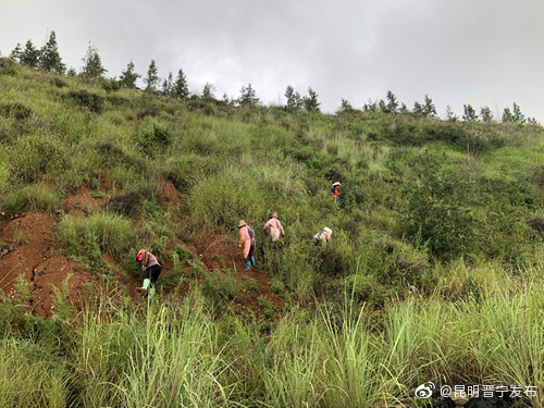 “昆明晋宁发布”微博