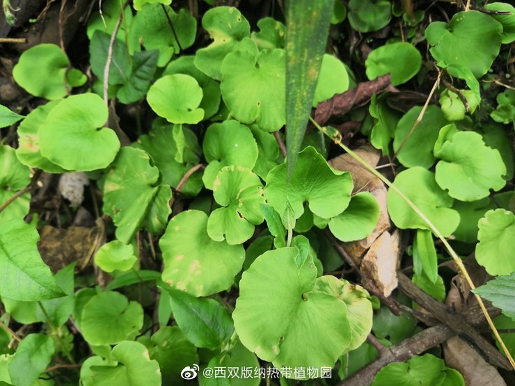 西双版纳热带植物园微博