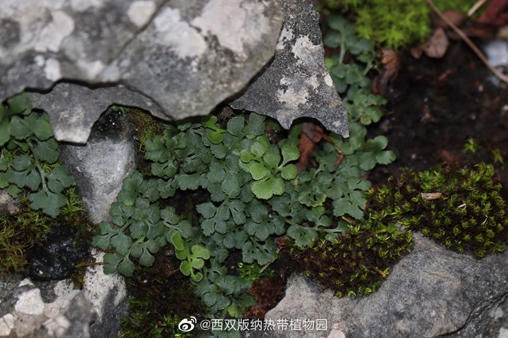 西双版纳热带植物园微博