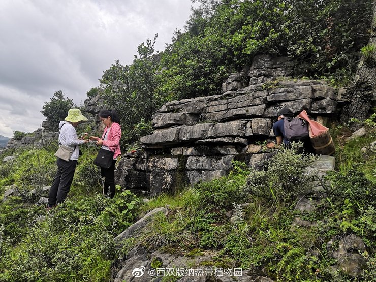 西双版纳热带植物园微博