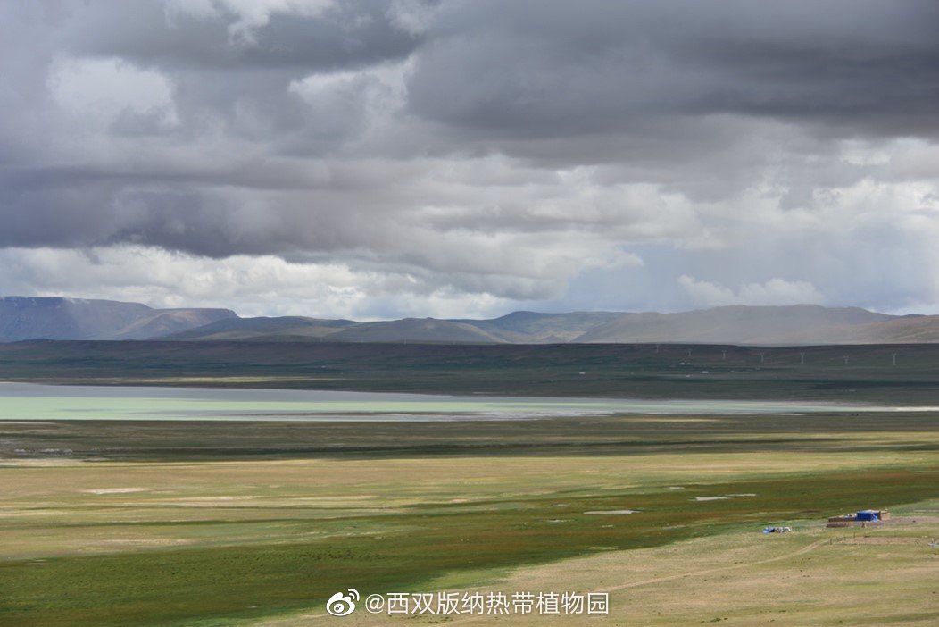 西双版纳热带植物园微博