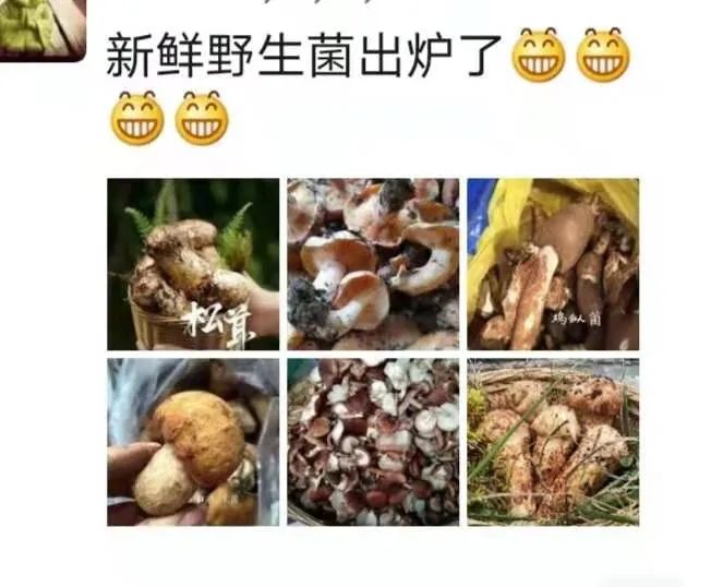 丽江日报(微信)