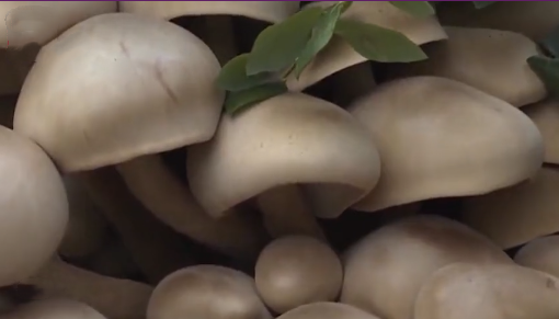 春城晚报(微信)