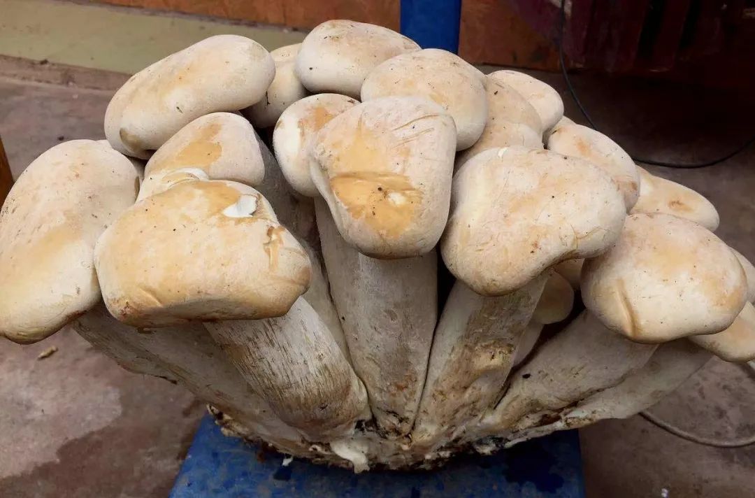 春城晚报(微信)