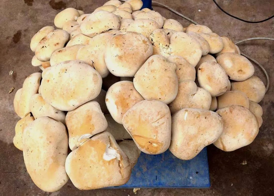 春城晚报(微信)