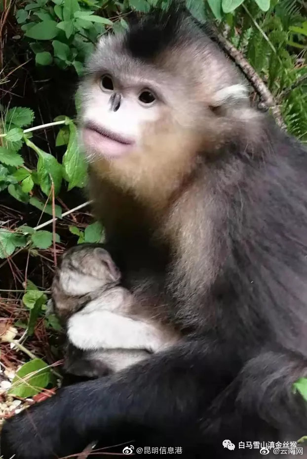 昆明信息港微博