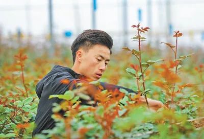 珠源先锋(微信)