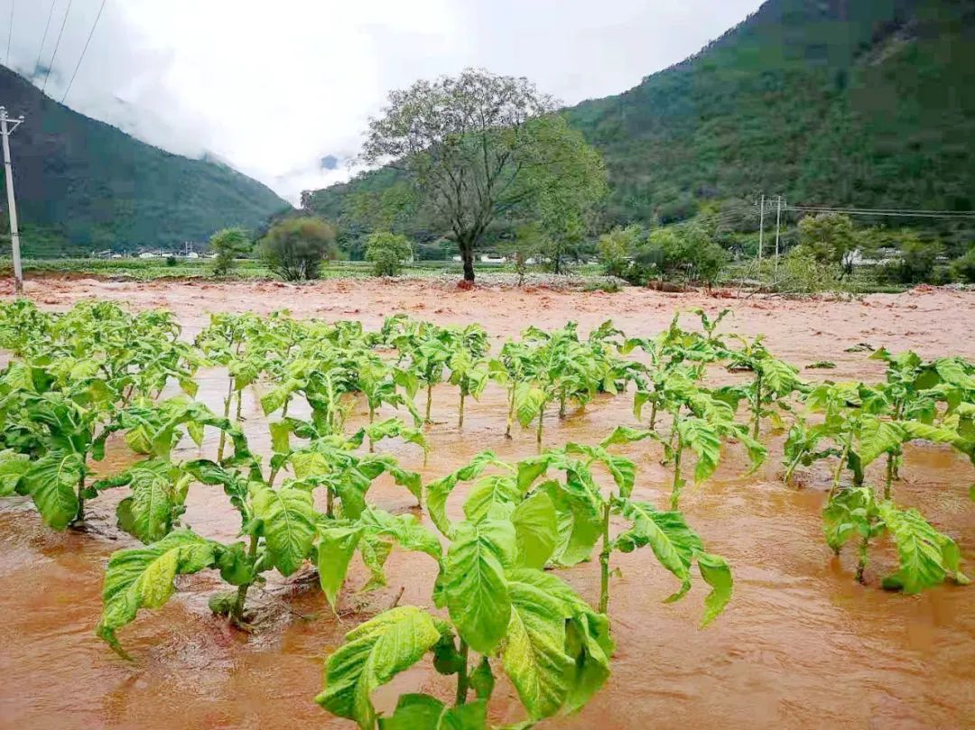 丽江日报(微信)