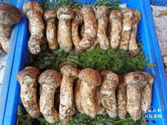 春城晚报(微信)