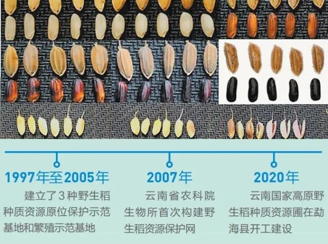 春城晚报(微信)