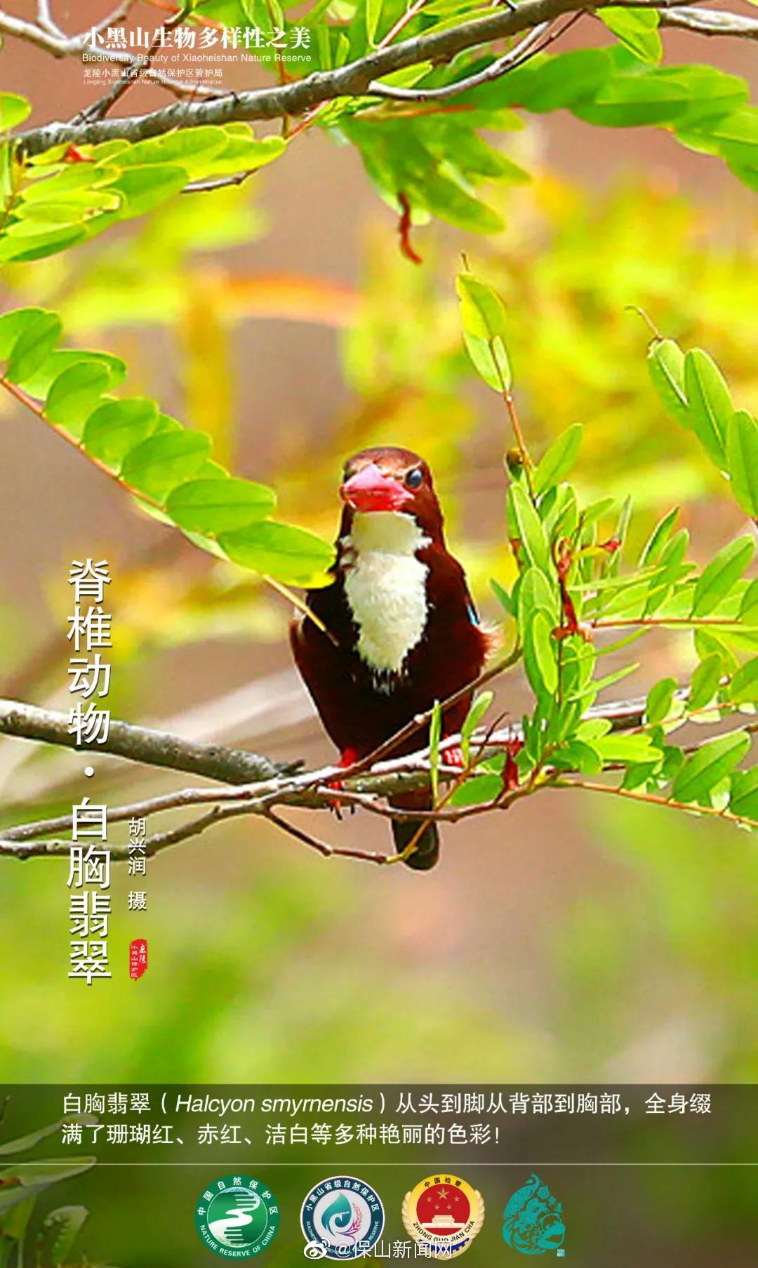 龙陵生物多样性之美（117）色彩艳丽的白胸翡翠
