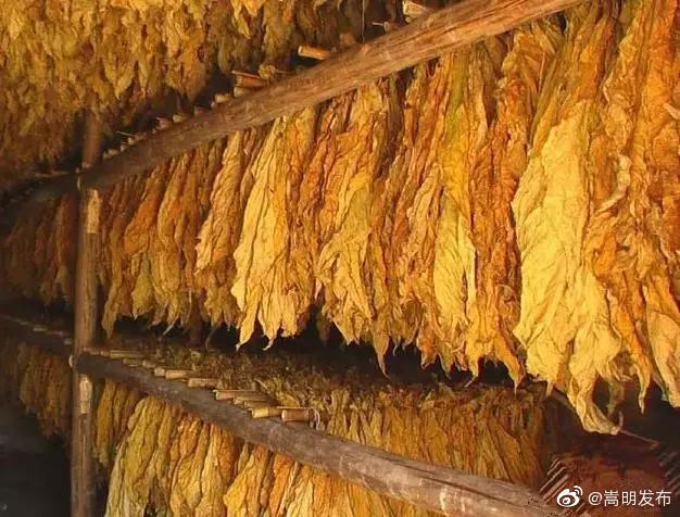 小街镇深入烤烟种植户家中指导烤烟分级工作