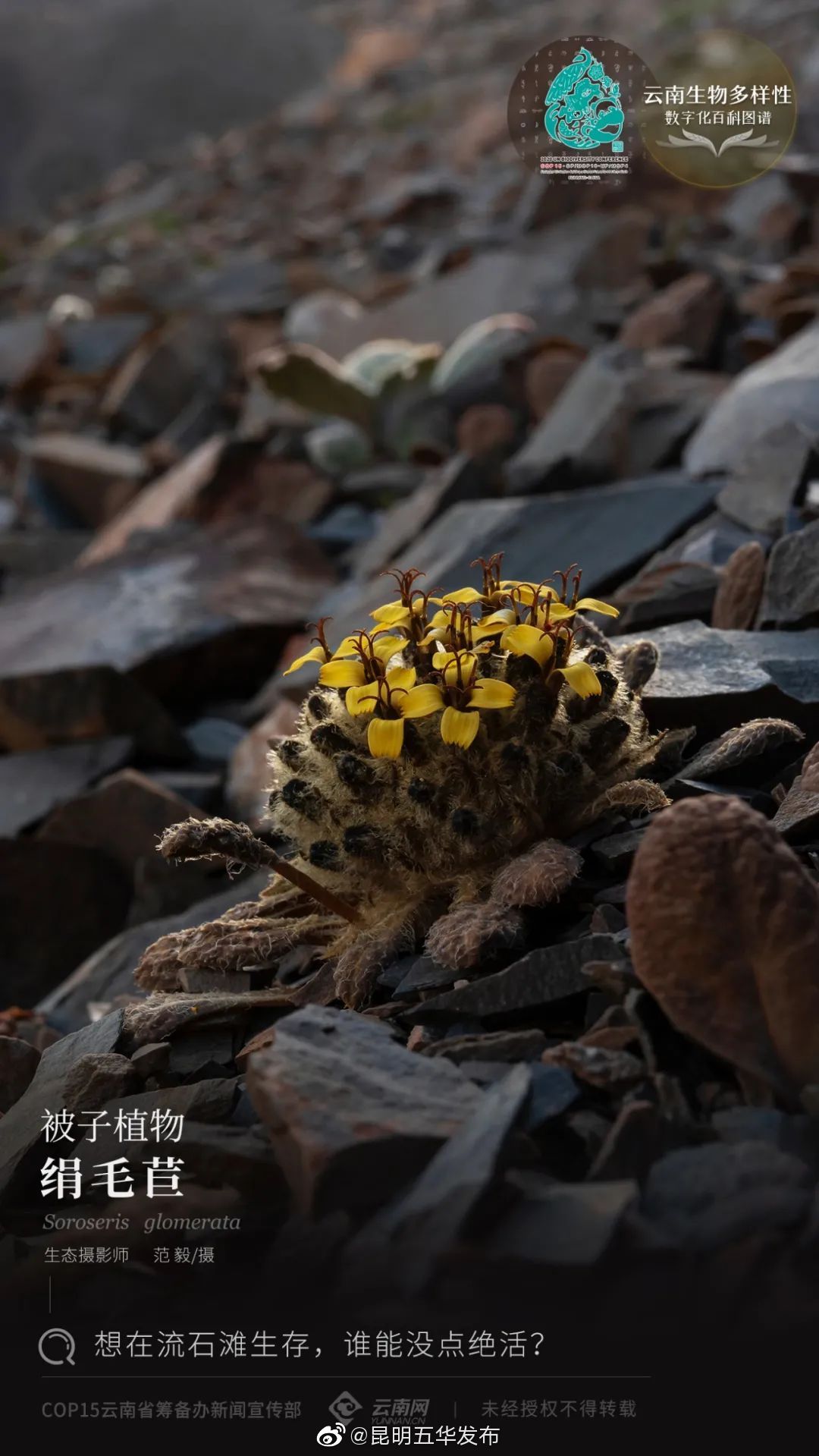被子植物·绢毛苣：想在流石滩生存，谁能没点绝活？
