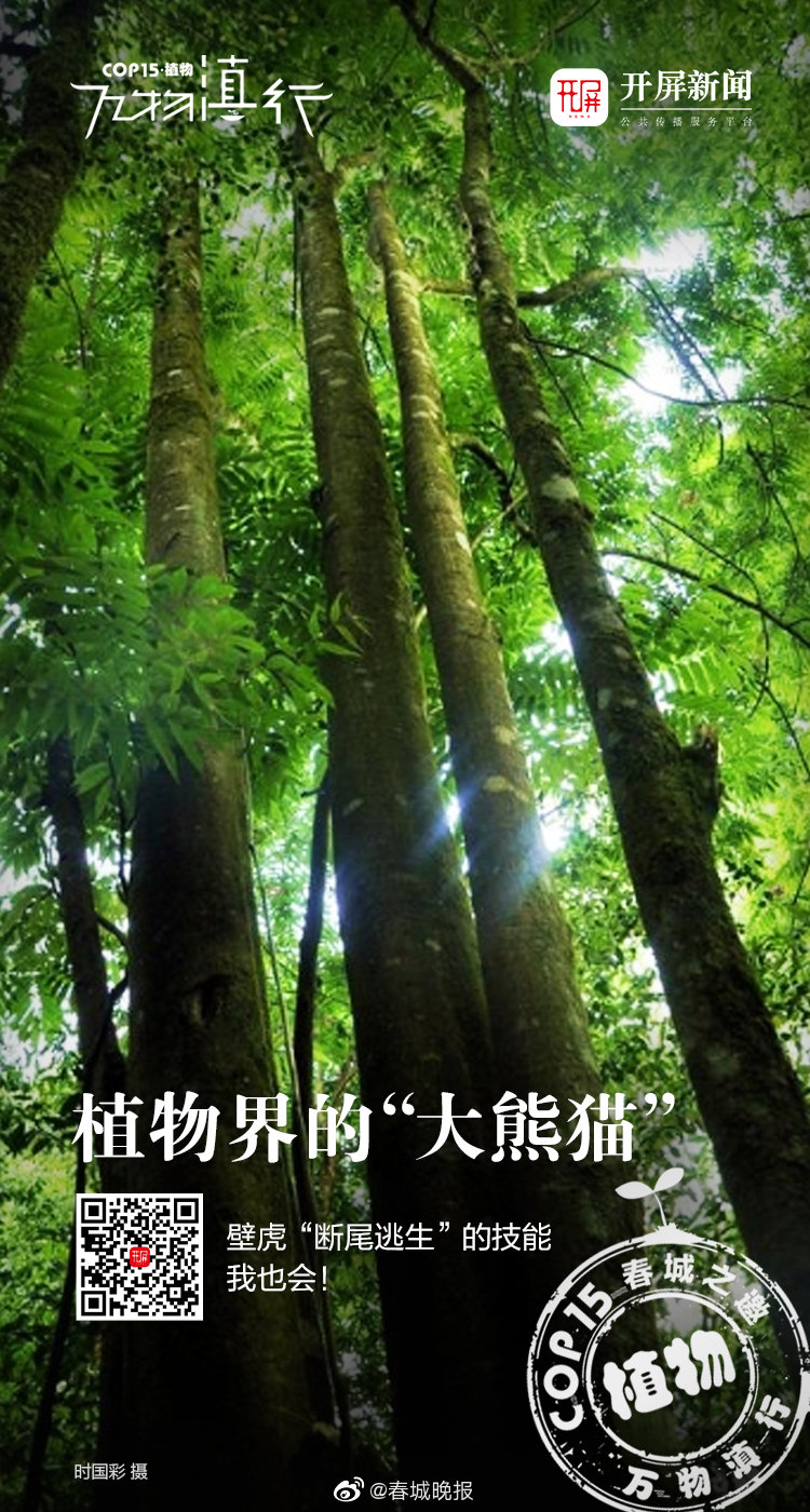 虽然我是植物，但是壁虎“断尾逃生”这招我也会......