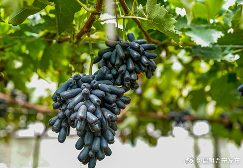 “昆明晋宁发布”微博