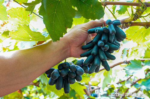 “昆明晋宁发布”微博