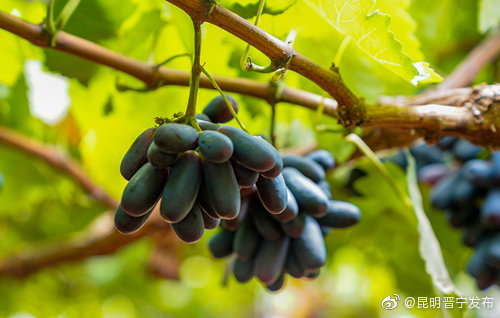 “昆明晋宁发布”微博