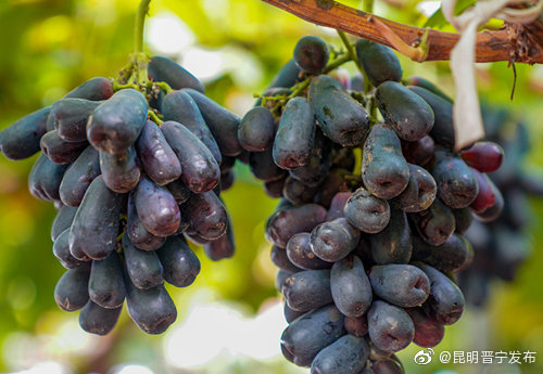 “昆明晋宁发布”微博