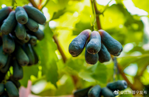 “昆明晋宁发布”微博