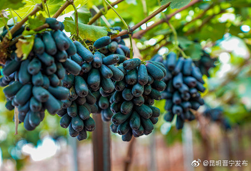 “昆明晋宁发布”微博